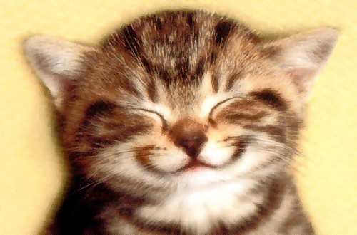 Sourire de chat