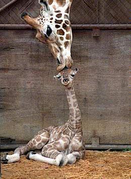 Bisou de maman girafe
