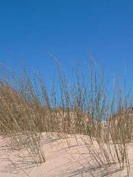 Plantes sur dune