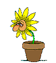 pot de fleurs
