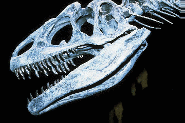 Crâne de dinosaure