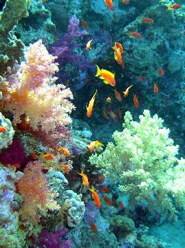 Vue sous-marine Sharm El-Sheikh (Egypte)