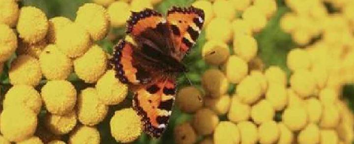 La leçon du papillon 11